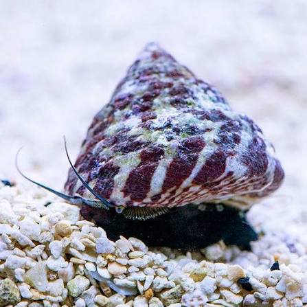 Red Banded Snail