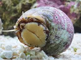 Mexican Turbo Snail