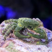 Emerald Crab