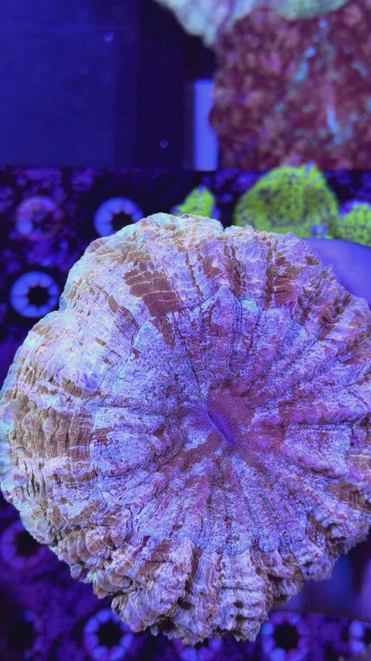 WYSIWYG GHI CORALS MAY GIVEAWAY! DETAILS IN CAPTION!