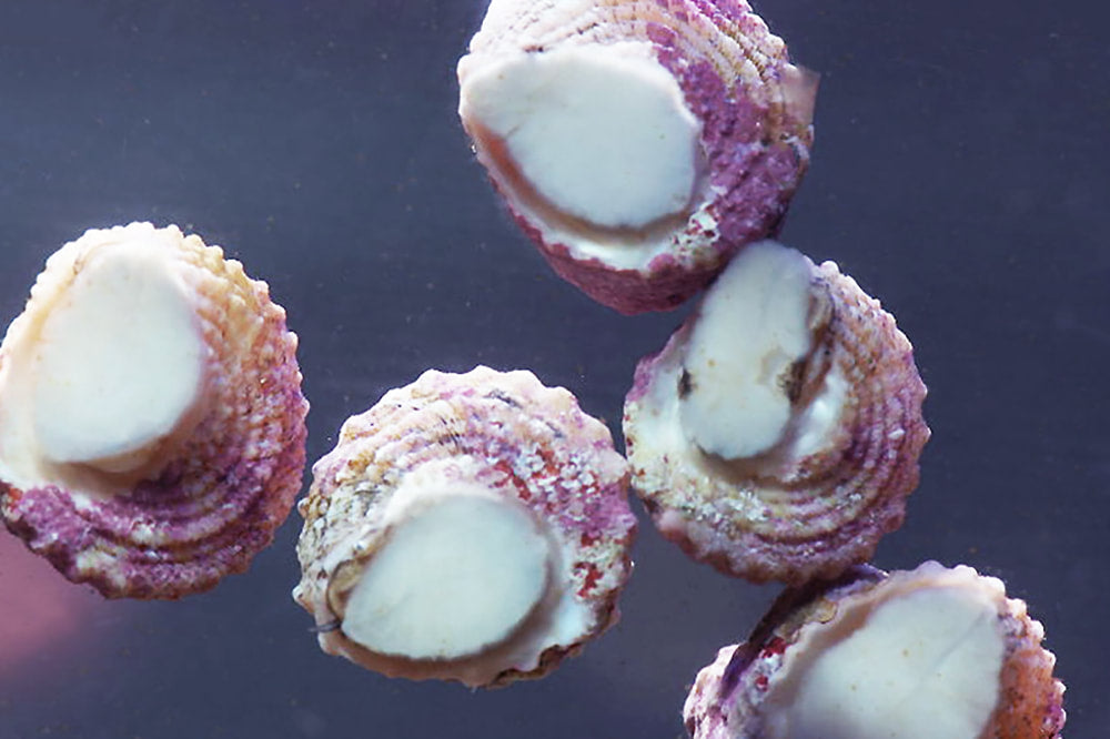 Astrea Snail